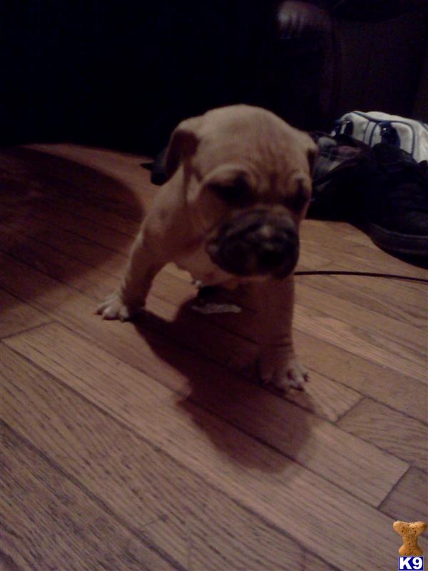 Puppies in Philadelphia